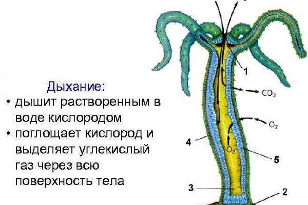 Кракен 9 at